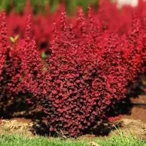 Berberis thunbergii 'RED CARPET ' Pflanze 10-30 cm, Kübel 0,5L