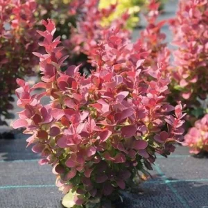 Berberis thunbergii 'RUBY STAR ' Pflanze 10-30 cm, Kübel 0,5L