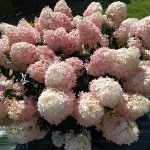 Hortensie SUNDAE FRAISE Rispenhortensie Weiss/Rosa Hydrangea paniculata