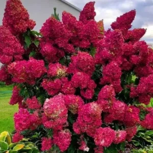 Hortensie MAGICAL FLAME Rispenhortensie Rosa / Rot Hydrangea paniculata