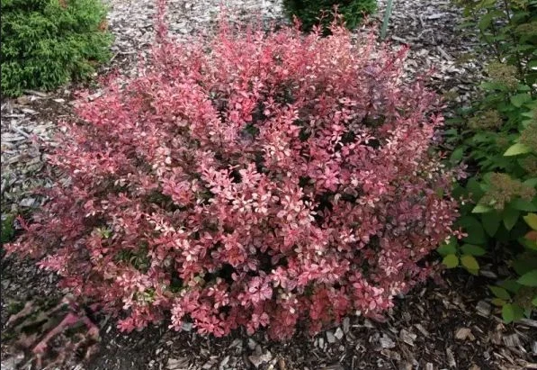 Berberis thunbergii 'INSPIRATION' Pflanze 10-30 cm, Kübel 0,5L