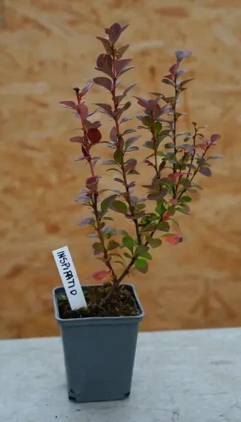 Berberis thunbergii 'INSPIRATION' Pflanze 10-30 cm, Kübel 0,5L – Bild 2
