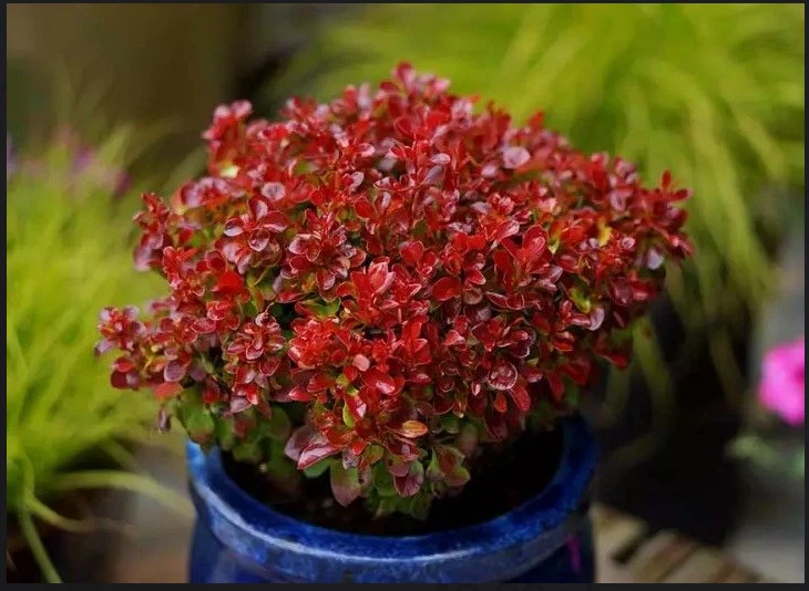 Berberis thunbergii 'LUTIN ROUGE ' Pflanze 10-30 cm, Kübel 0,5L