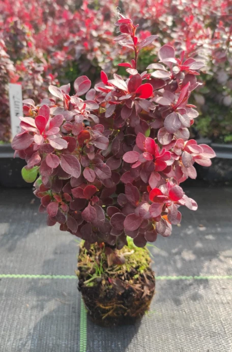 Berberis thunbergii 'LUTIN ROUGE ' Pflanze 10-30 cm, Kübel 0,5L – Bild 2