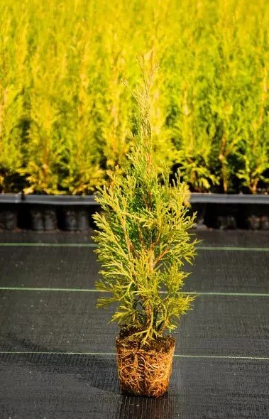 Thuja occidentalis 'SALLAND' Lebensbaum, 40-50 cm - 0,5L