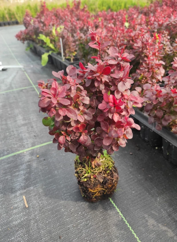 Berberis thunbergii 'LUTIN ROUGE ' Pflanze 10-30 cm, Kübel 0,5L – Bild 2