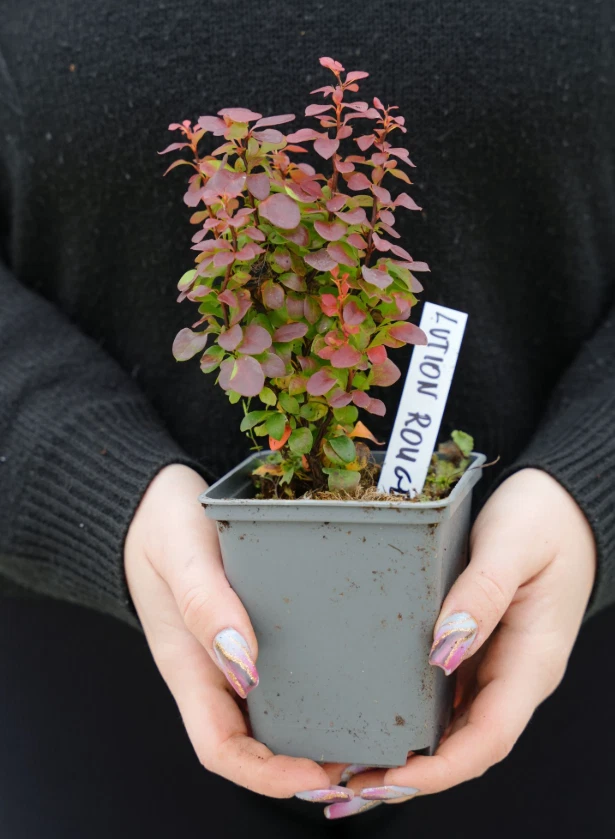 Berberis thunbergii 'LUTIN ROUGE ' Pflanze 10-30 cm, Kübel 0,5L – Bild 3