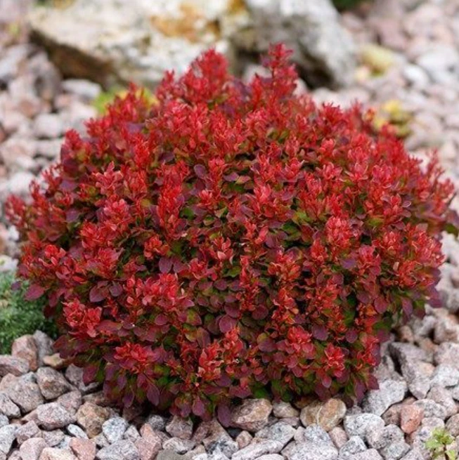 Berberis thunbergii 'LUTIN ROUGE ' Pflanze 10-30 cm, Kübel 0,5L