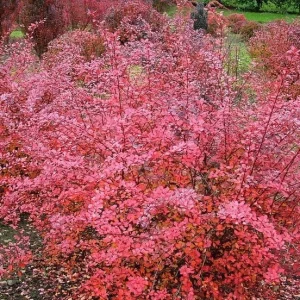 Berberis thunbergii 'PINK QUEEN ' Pflanze 10-30 cm, Kübel 0,5L