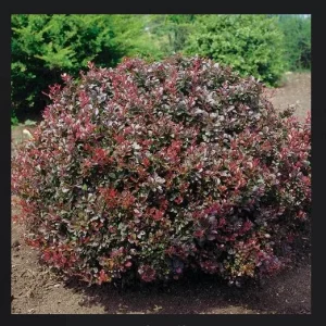 Berberis thunbergii 'Superba' Pflanze 10-30 cm, Kübel 0,5L