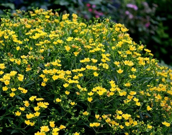 Johanniskraut Hypericum 'KALMA GEMO' Pflanze 20-40 cm, Kübel 0,5L – Bild 2