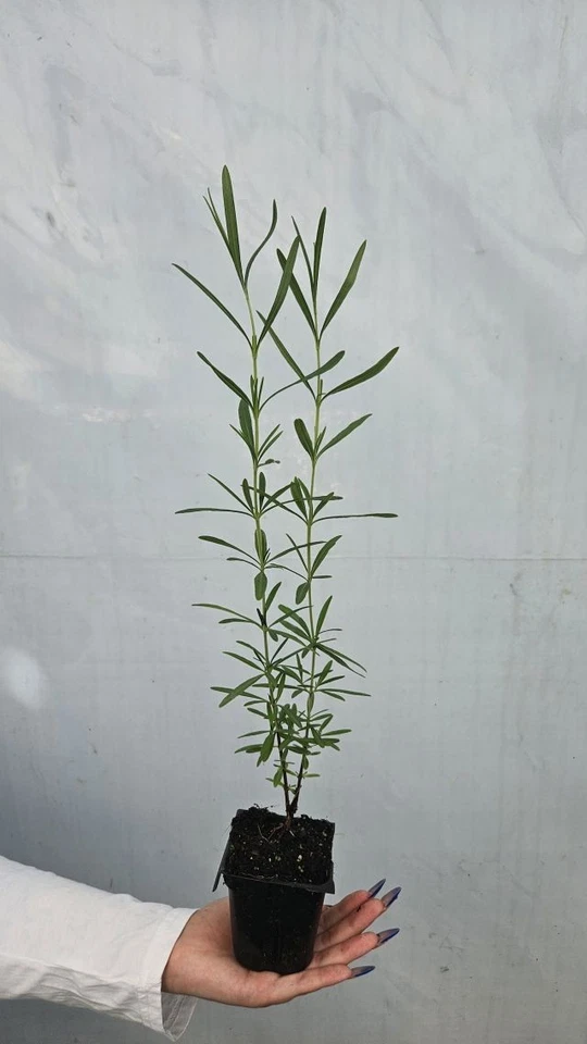 Johanniskraut Hypericum 'KALMA GEMO' Pflanze 20-40 cm, Kübel 0,5L – Bild 3