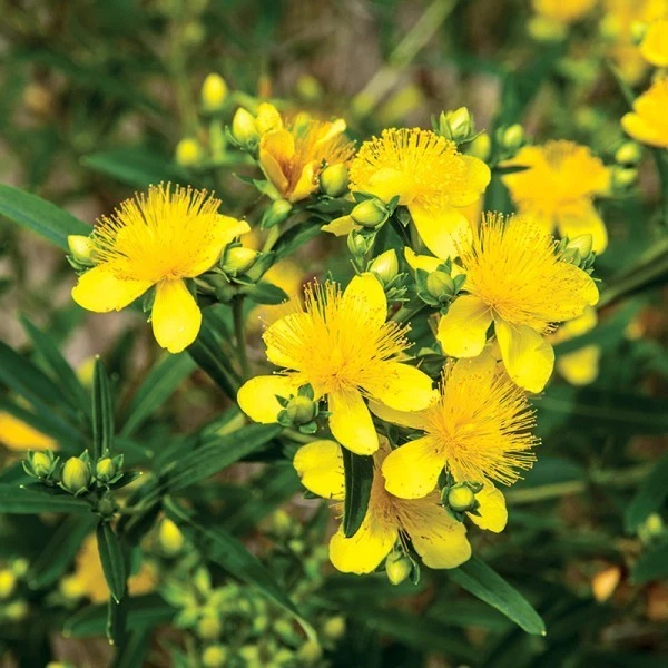 Johanniskraut Hypericum 'KALMA GEMO' Pflanze 20-40 cm, Kübel 0,5L