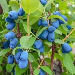 Kamtschatka-Beere INDIGO - Pflanze 20-40-cm - 0,5L