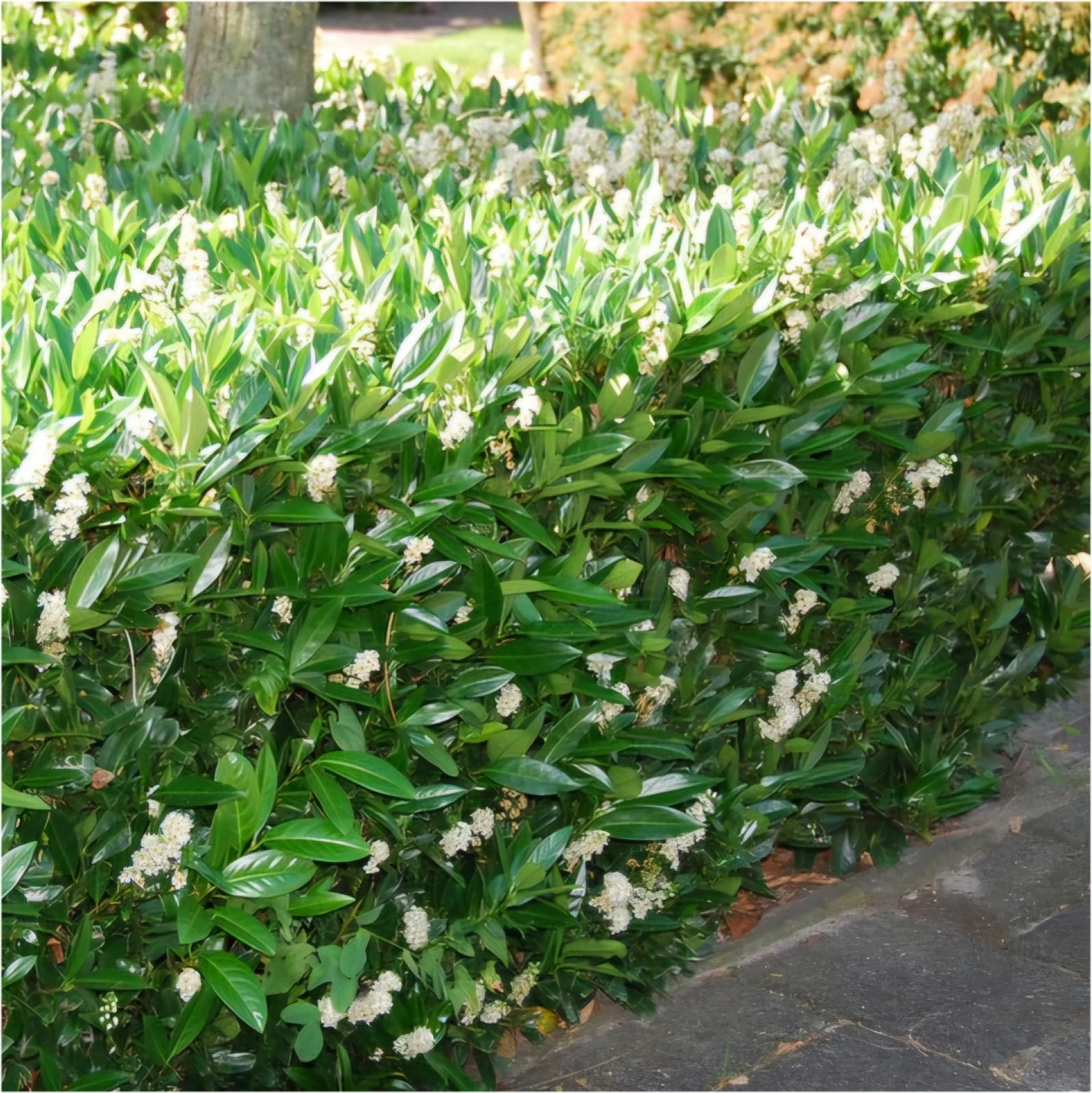 Kirschlorbeer BONAPARTE- Pflanze 20-40-cm  0,5L  Alle Pflanzen Online