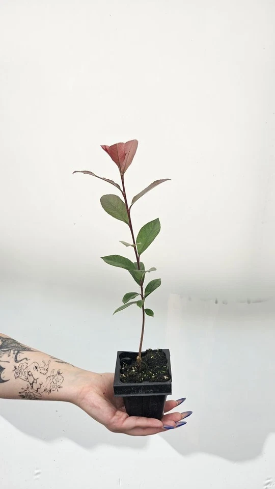 Photinia 'CARRE ROUGE' Pflanze 20-40 cm, Kübel 0,5L – Bild 2