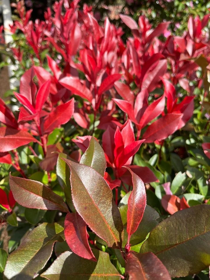 Photinia 'CARRE ROUGE' Pflanze 20-40 cm, Kübel 0,5L – Bild 3