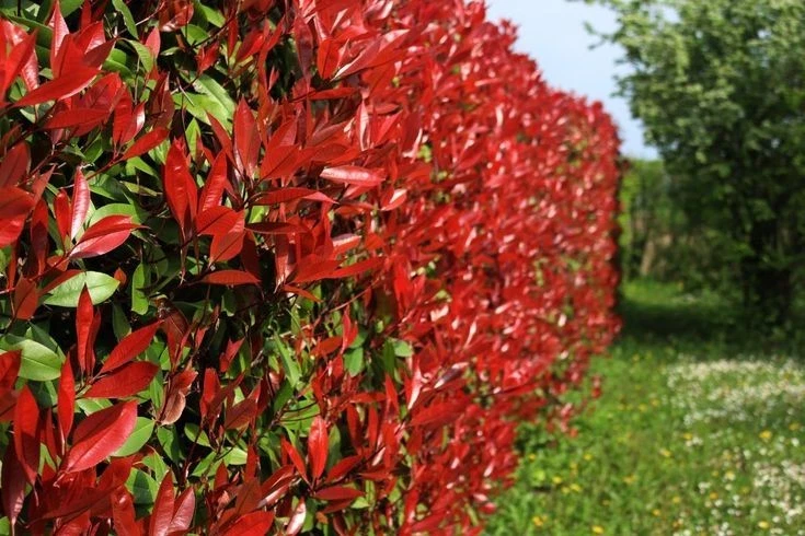 Photinia 'CARRE ROUGE' Pflanze 20-40 cm, Kübel 0,5L