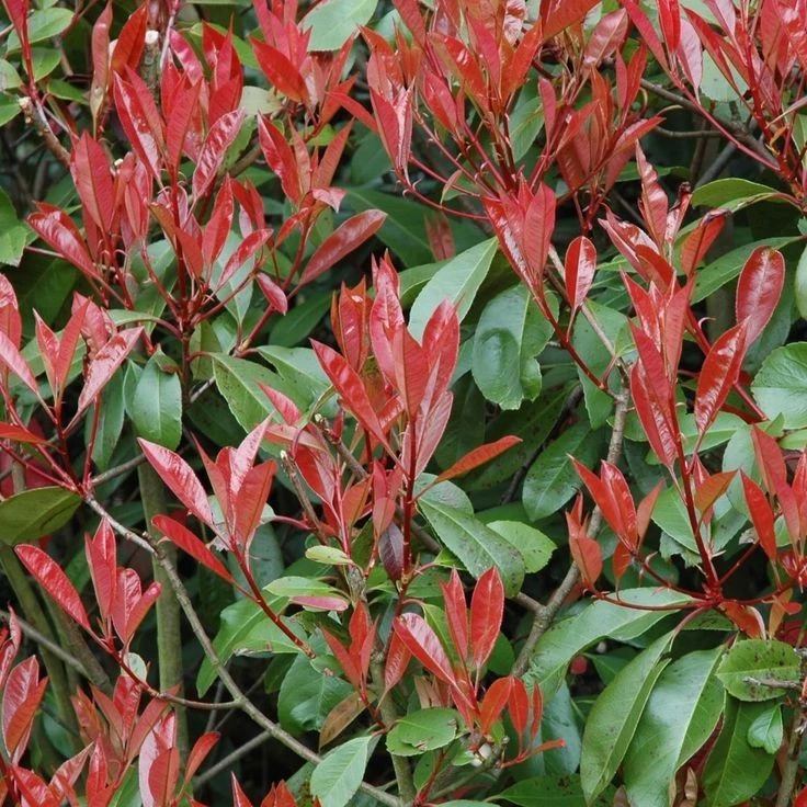 Photinia 'LITTLE RED ROBIN' Pflanze 20-40 cm, Kübel 0,5L – Bild 2