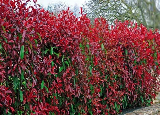 Photinia 'LITTLE RED ROBIN' Pflanze 20-40 cm, Kübel 0,5L