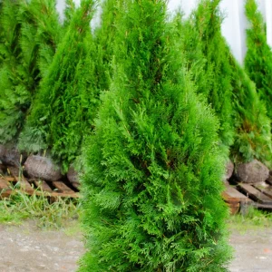Thuja occidentalis 'SMARAGD' 200-220 cm
