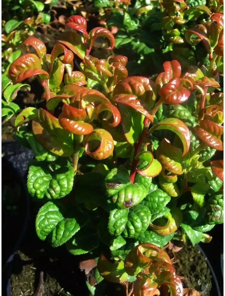 Traubenmyrte axillaris 'CURLY RED ' Pflanze 20-40 cm, Kübel 0,5L – Bild 2