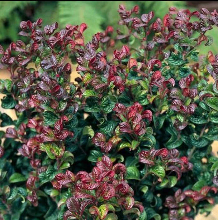 Traubenmyrte axillaris 'CURLY RED ' Pflanze 20-40 cm, Kübel 0,5L