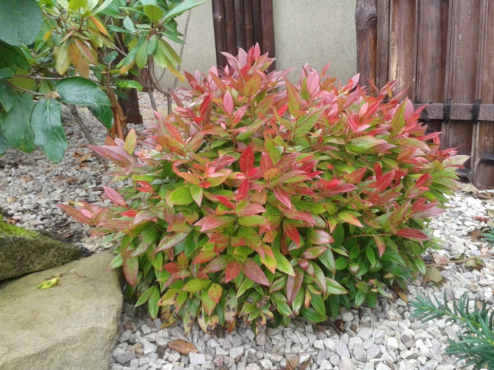 Traubenmyrte axillaris 'SCARLETTA ZEBLID ' Pflanze 20-40 cm, Kübel 0,5L – Bild 2