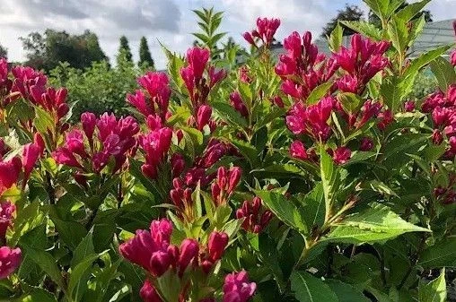 Weigela 'BIG LOVE' Pflanze 20-40 cm, Kübel 0,5L – Bild 2