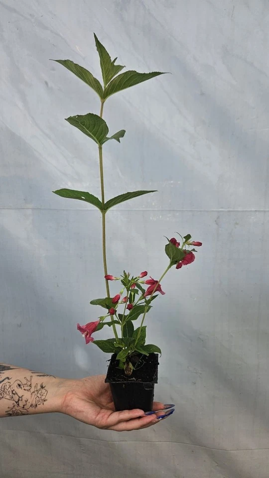Weigela 'BIG LOVE' Pflanze 20-40 cm, Kübel 0,5L – Bild 3