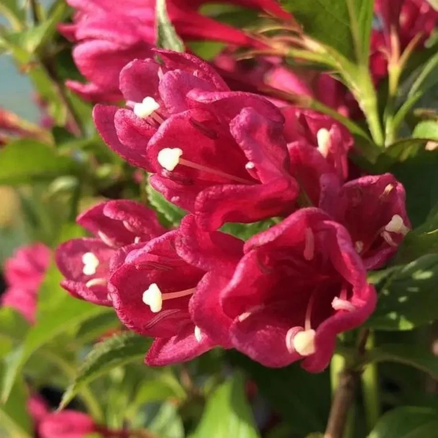 Weigela 'BIG LOVE' Pflanze 20-40 cm, Kübel 0,5L