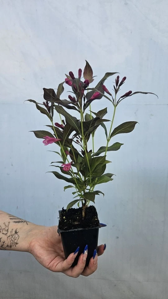 Weigela 'MINOR BLACK' Pflanze 20-40 cm, Kübel 0,5L – Bild 2