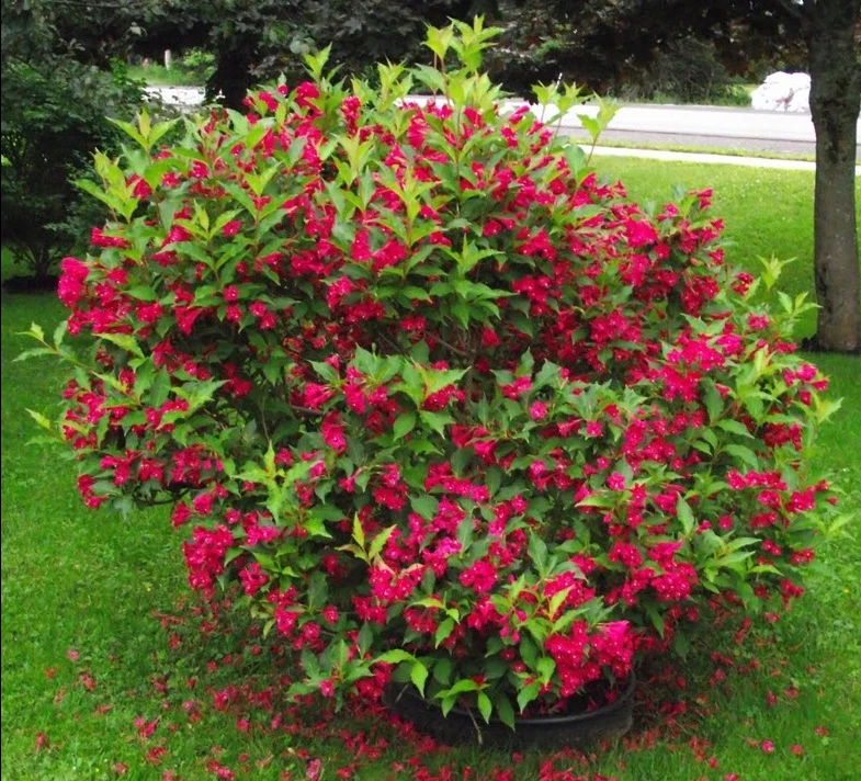 Weigela 'MINOR BLACK' Pflanze 20-40 cm, Kübel 0,5L – Bild 3