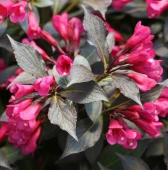 Weigela 'MINOR BLACK' Pflanze 20-40 cm, Kübel 0,5L