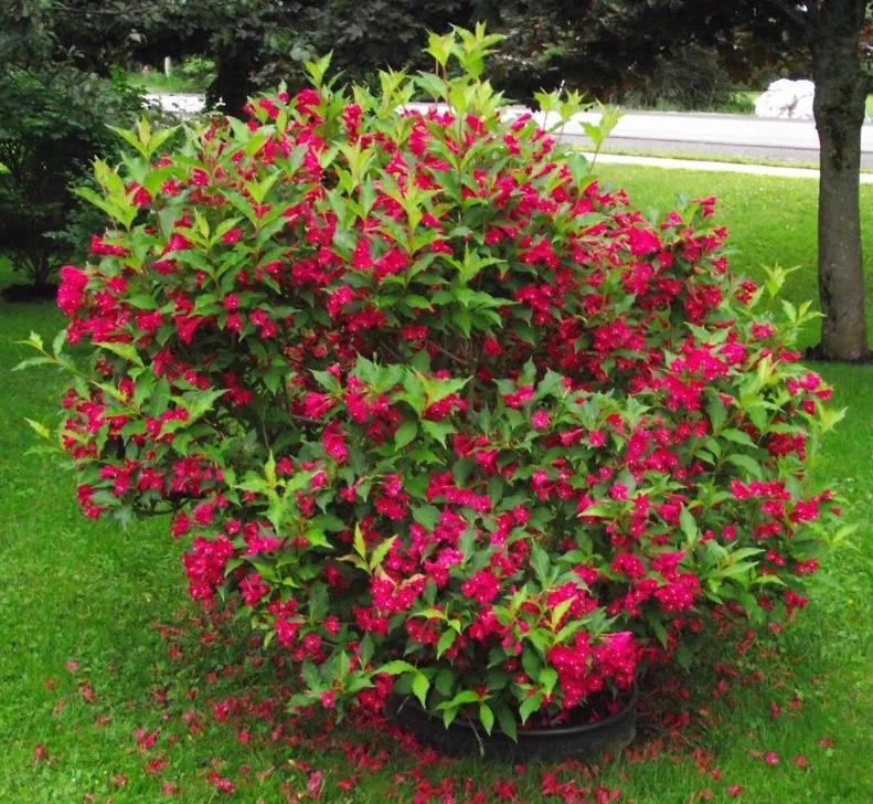 Weigela 'OLYMPIADE' Pflanze 20-40 cm, Kübel 0,5L – Bild 2