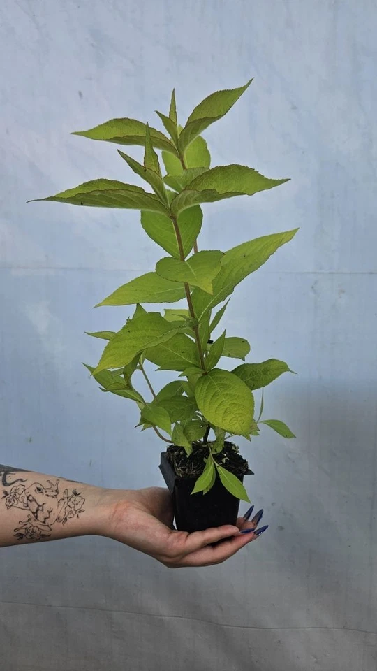 Weigela 'OLYMPIADE' Pflanze 20-40 cm, Kübel 0,5L – Bild 3