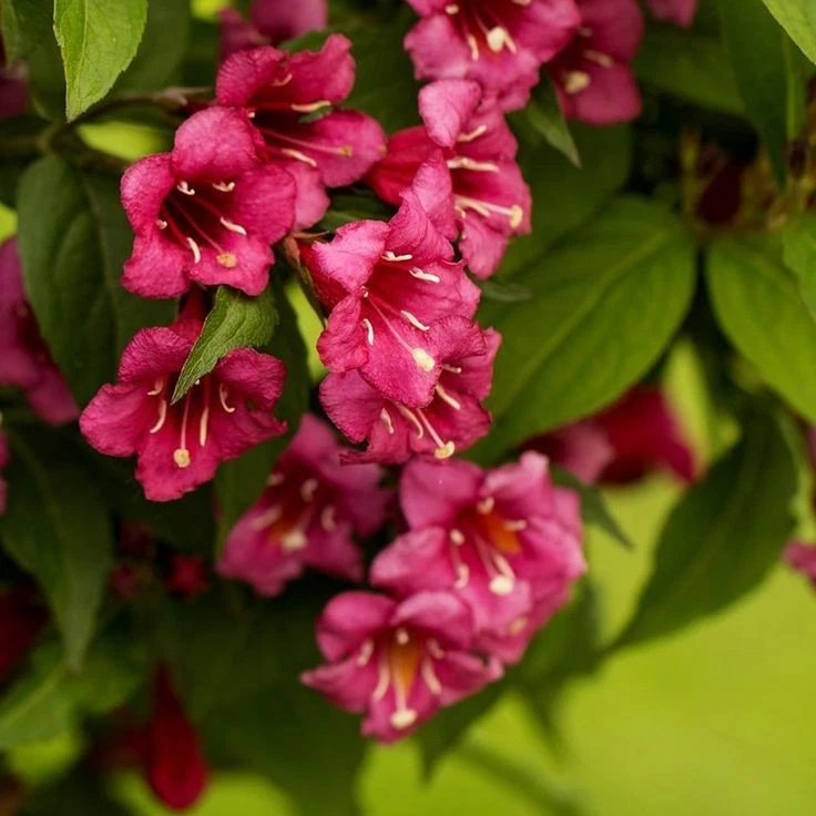Weigela 'OLYMPIADE' Pflanze 20-40 cm, Kübel 0,5L