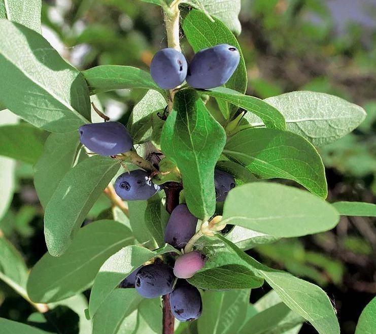 Kamtschatka-Beere ZOJKA - Pflanze 20-40-cm - 0,5L