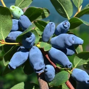 Kamtschatka-Beere AURORA - Pflanze 20-40-cm - 0,5L