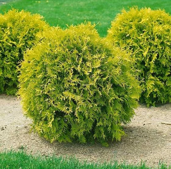Thuja occidentalis 'MIRJAM' Kugel-Lebensbaum, 5-15 cm - 0,5L
