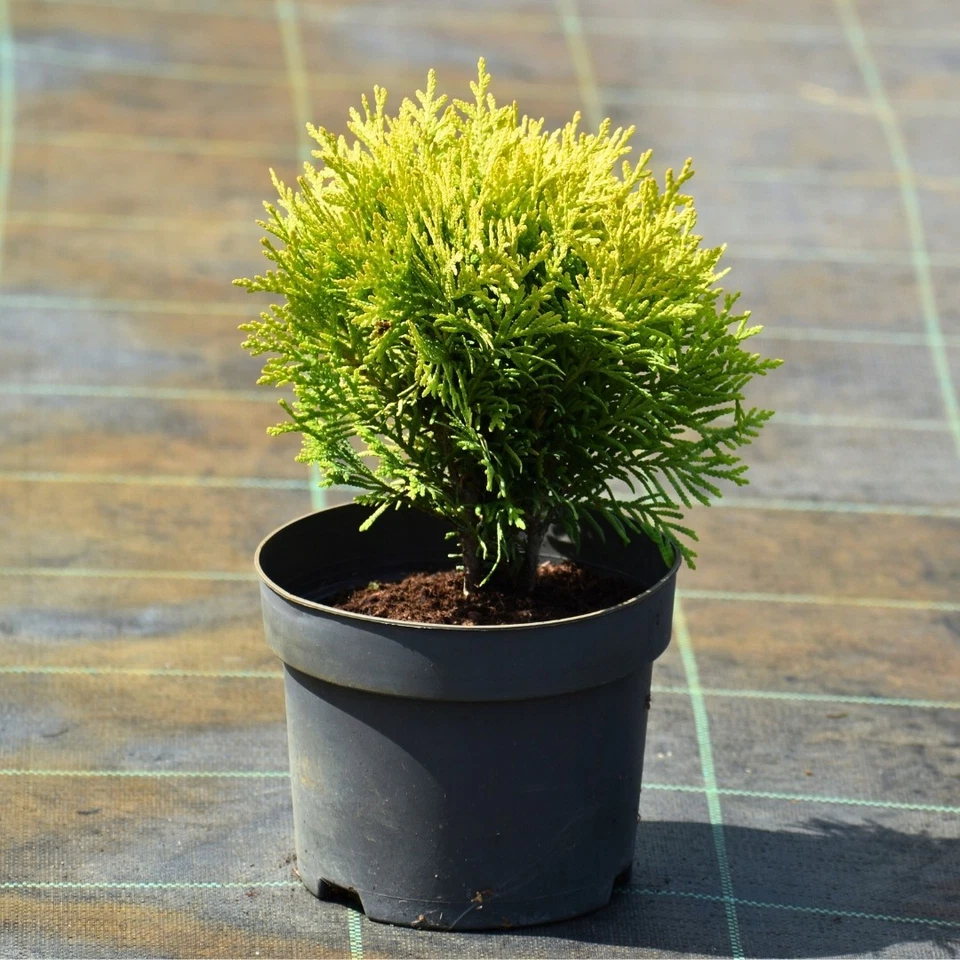 Thuja occidentalis 'MIRJAM' Kugel-Lebensbaum, 5-15 cm - 0,5L – Bild 2
